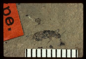Media type: image;   Entomology PALE-1582 Aspect: full